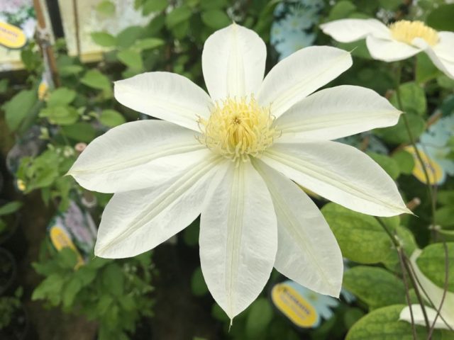 Клематис «Вадас Примроуз» (Clematis 'Wada's Primrose')