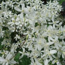 Клематис жгучий, или клематис «Белое облако» (Clematis flammula 'White Cloud')