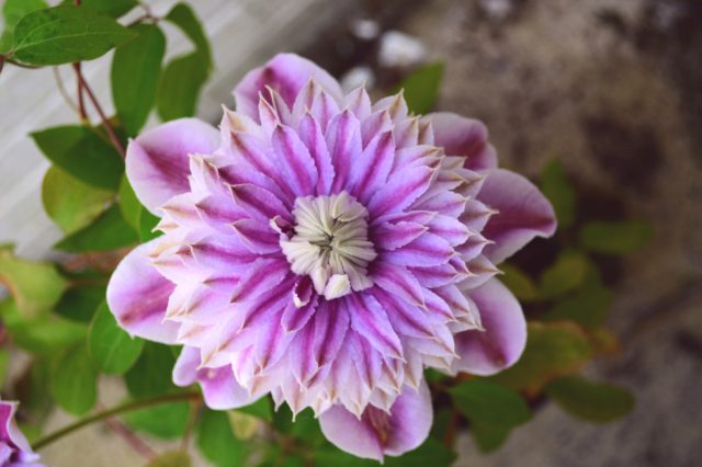 Клематис Жозефина (Clematis 'Josephine')