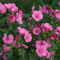 Лаватера (Lavatera) Лаватера (Lavatera)