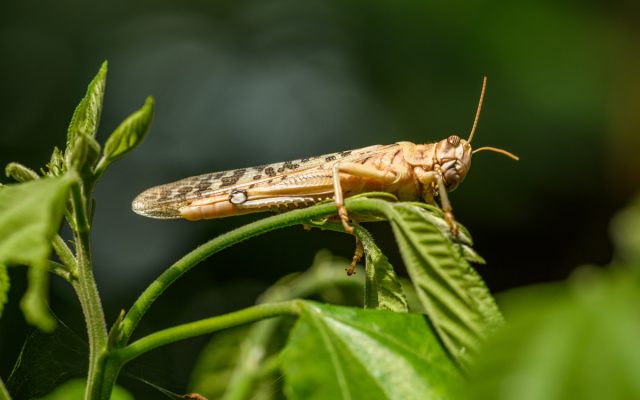Азиатская перелётная саранча (Locusta migratoria) по размерам обгоняет итальянского пруса, может быть и 6 см длиной. Окраска в зелёно-коричневых тонах Азиатская перелётная саранча (Locusta migratoria) по размерам обгоняет итальянского пруса, может быть и 6 см длиной. Окраска в зелёно-коричневых тонах