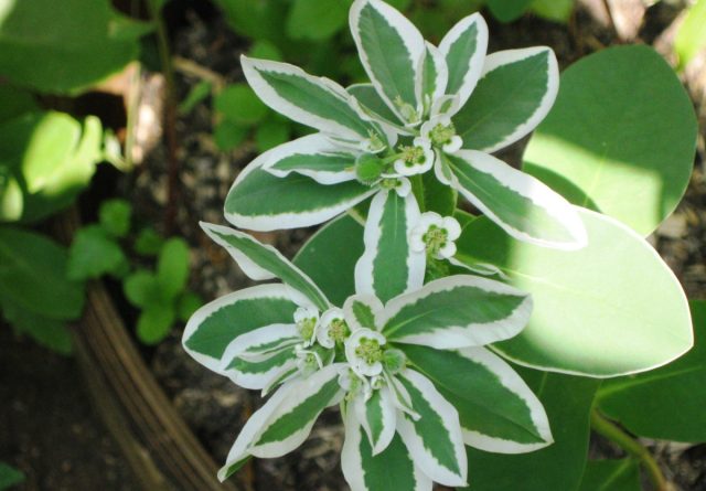 Осенью до наступления первых заморозков можно забрать пестрый кустик молочая окаймленный домой, чтобы он украсил интерьер. Горшок для него стоит выбрать глубокий и просторный – тесноты он не терпит Осенью до наступления первых заморозков можно забрать пестрый кустик молочая окаймленный домой, чтобы он украсил интерьер. Горшок для него стоит выбрать глубокий и просторный – тесноты он не терпит