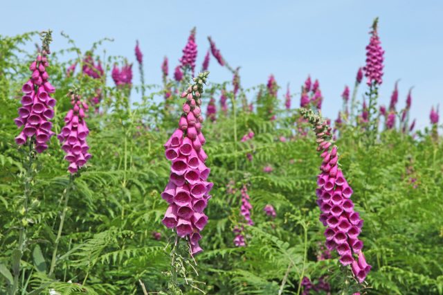 Наперстянка, или дигиталис (Digitalis) Наперстянка, или дигиталис (Digitalis)