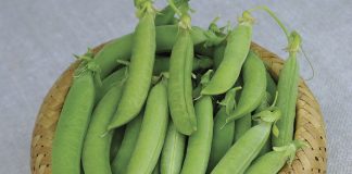 Бобовая сказка — выращиваем фасоль и горох