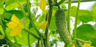 Защитят или погубят урожай — что можно посадить на огуречной грядке?