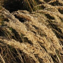 Осенью соцветия вейников становятся соломенными и сохраняются на зиму