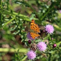 Бодяк приносит огромный ущерб посевам, доставляет лишние хлопоты садоводам, цветоводам и огородникам, портит сенокосы и пастбища. Но привлекает насекомых и считается хорошим медоносом