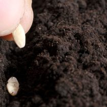 Высевайте семена или высаживайте рассаду огурцов после того, как минует опасность заморозков, и почва прогреется до 16°C
