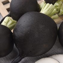 Сорт редьки Ночка Сорт редьки Ночка