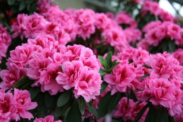Рододендрон (Rhododendron) Рододендрон (Rhododendron)