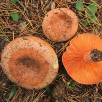 Рыжик настоящий (Lactarius deliciosus) Рыжик настоящий (Lactarius deliciosus)