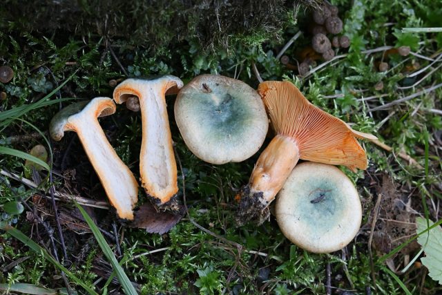 Рыжик еловый (Lactarius deterrimus) отличается местом произрастания (ельники или смешанные с елью леса) Рыжик еловый (Lactarius deterrimus) отличается местом произрастания (ельники или смешанные с елью леса)