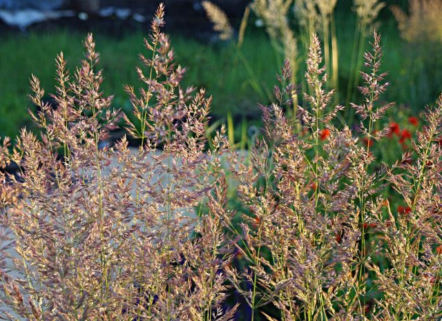Вейник остроцветковый «Аваланч» (Calamagrostis acutifolia 'Avalanche')