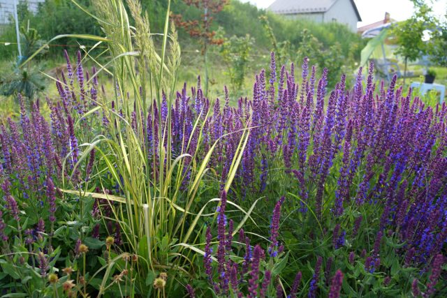 Вейник остроцветковый «Ингланд» (Calamagrostis acutifolia 'England')