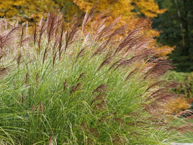 Вейник остроцветоковый (Calamagrostis acutifolia)