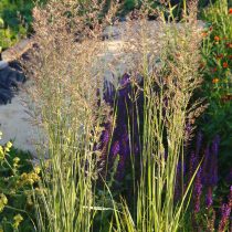 Вейник остроцветковый «Oвердам» (Calamagrostis acutifolia 'Overdam')