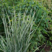 Вейник остроцветковый «Oвердам» в начале цветения