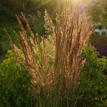 Вейник остроцветковый «Oвердам» в конце цветения коричневеет