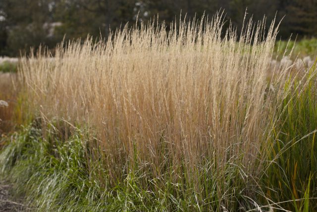 Вейник сорта «Карл Форстер» (Calamagrostis acutifolia 'Karl Foerster')