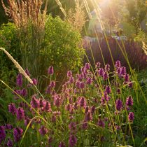 В цветниках вейник сочетается с эхинацеей, ахиллеей, эрингиумом, книфофией, анемоной, астрой и многими другими растениями