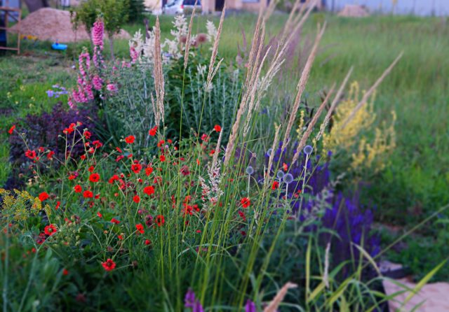 В своем миксбордере я не устаю наблюдать за метаморфозами вейника, он постоянно разный, но неизменно красивый