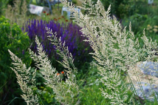 Вейник остроцветковый «Вальденбух» (Calamagrostis acutifolia 'Waldenbuch')