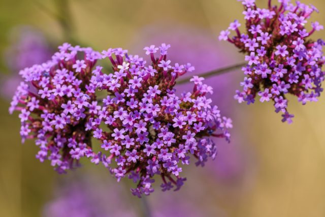 Вербена бонарская (Verbena bonariensis), которая также носит названия вербена буэнос-айресская, или вербена лиловая, родом из Бразилии и Аргентины Вербена бонарская (Verbena bonariensis), которая также носит названия вербена буэнос-айресская, или вербена лиловая, родом из Бразилии и Аргентины