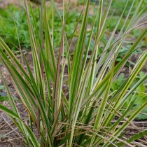 Весной листва вейника имеет розоватые тона