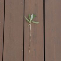 Первый способ борьбы с бодяком – метод истощения. Его задача истощить запасы корневищ осота, чтобы почки на них не смогли взойти. Для этого борьбу нужно начинать, как только появятся всходы