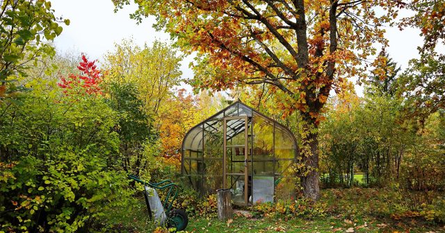 Работы в теплице осенью