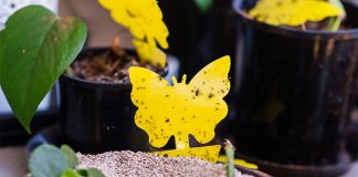 Как избавиться от мошки в квартире?