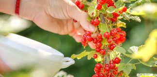 Уход за смородиной после урожая