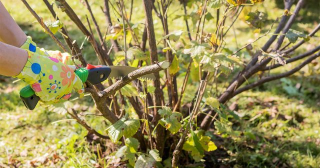 Для омоложения кустов чёрной смородины срезают ветви старше 5-6 лет – после этого возраста они существенно теряют в продуктивности. А на замену им оставляют самые мощные трёхлетние побеги