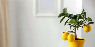 6 комнатных растений, которые можно вырастить из косточки