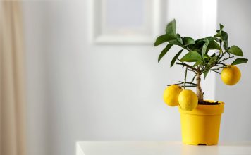 6 комнатных растений, которые можно вырастить из косточки