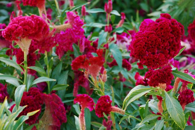 Целозия — эффектный однолетник. Украшает садовый участок крупными соцветиями в форме метелок разнообразных оттенков