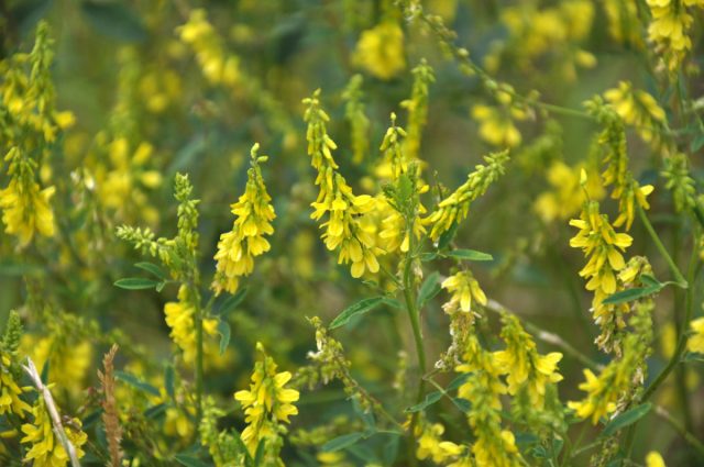 Донник лекарственный (Melilotus officinalis) Донник лекарственный (Melilotus officinalis)