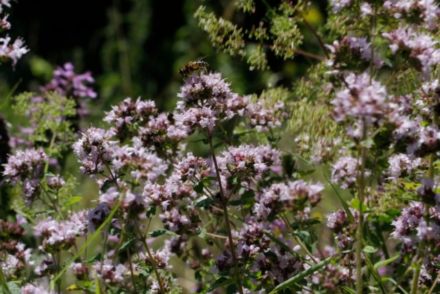 Душица обыкновенная (Origanum vulgare L.) Душица обыкновенная (Origanum vulgare L.)