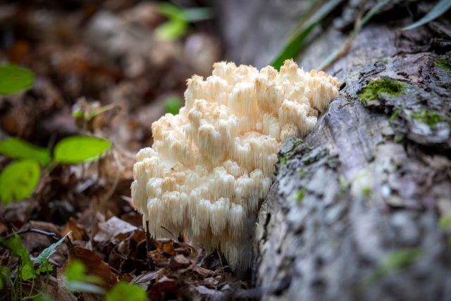 Ежовик гребёнчатый (Hericium erinaceus) Ежовик гребёнчатый (Hericium erinaceus)