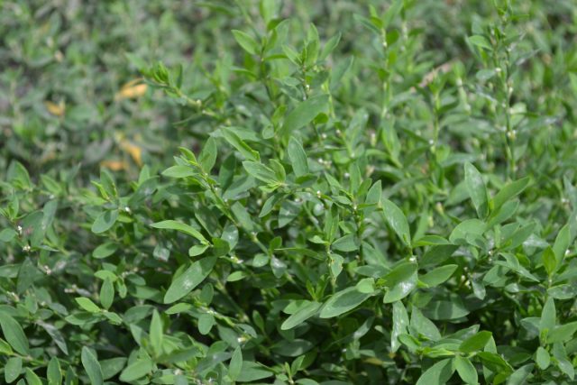 Горец птичий, или спорыш (Polygonum aviculare) Горец птичий, или спорыш (Polygonum aviculare)