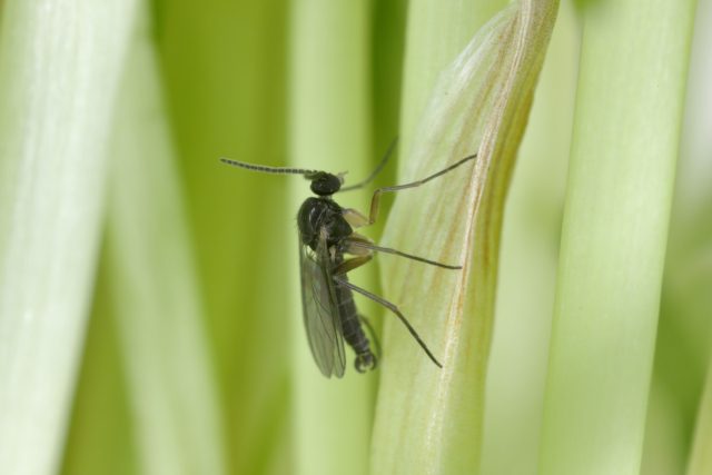 Грибные комарики — это маленькие черные мушки со сравнительно длинными ногами и усиками, крошечными головками и одной парой прозрачных крыльев