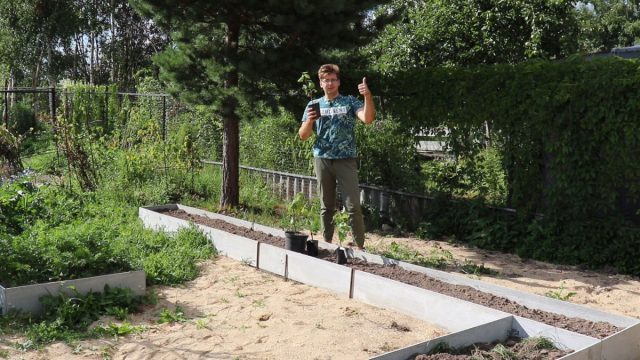 Высаживать лозы очень желательно с ориентацией на южное, западное и юго-западное направление Высаживать лозы очень желательно с ориентацией на южное, западное и юго-западное направление