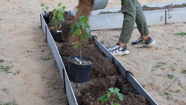 Посадочные ямы под виноград лучше готовить достаточно объёмные – около 80 см в ширину и глубину Посадочные ямы под виноград лучше готовить достаточно объёмные – около 80 см в ширину и глубину