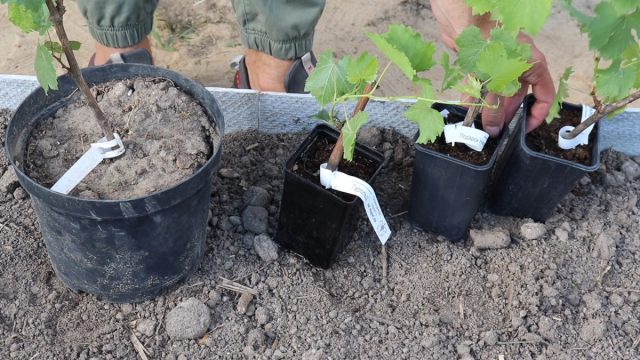 Если вам очень нравится определённый сорт, то не факт, что вам удастся получить урожай на своём участке. Сорта винограда сильно отличаются по срокам созревания и в условиях короткого и холодного лета многие из них просто не успевают вызреть Если вам очень нравится определённый сорт, то не факт, что вам удастся получить урожай на своём участке. Сорта винограда сильно отличаются по срокам созревания и в условиях короткого и холодного лета многие из них просто не успевают вызреть