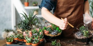 Какие суккуленты купить для флорариума?