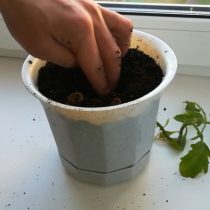 Укореняют черенки во влажном песке или смеси торфа и песка Укореняют черенки во влажном песке или смеси торфа и песка