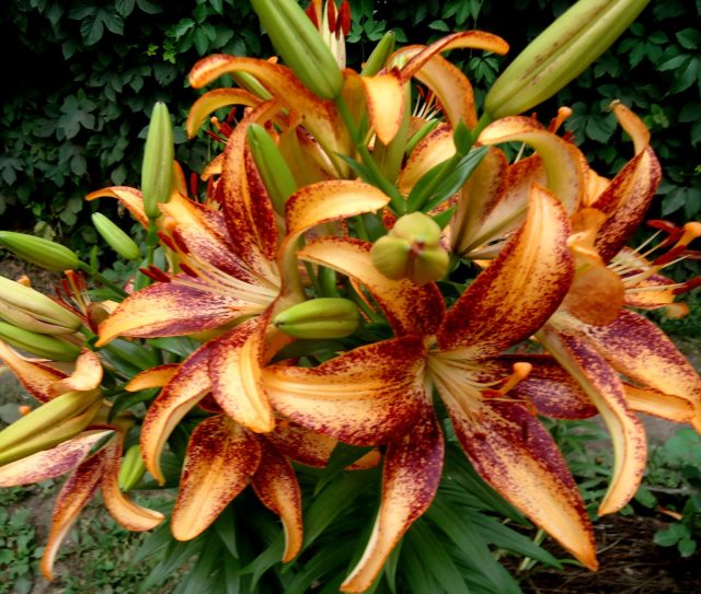 Лилия однобратственная «Кентукки» (Lilium monadelphum 'Kentukki') Лилия однобратственная «Кентукки» (Lilium monadelphum 'Kentukki')