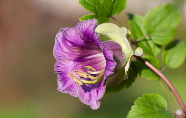 Кобея — великолепная быстрорастущая лиана, украшенная крупными цветками. В фазе распускания бутоны зеленоватые, но постепенно становятся фиолетовыми