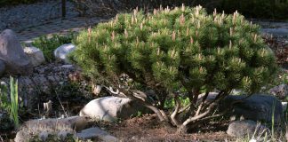 Компактные декоративные деревья для участка - Деревья Компактные декоративные деревья для участка