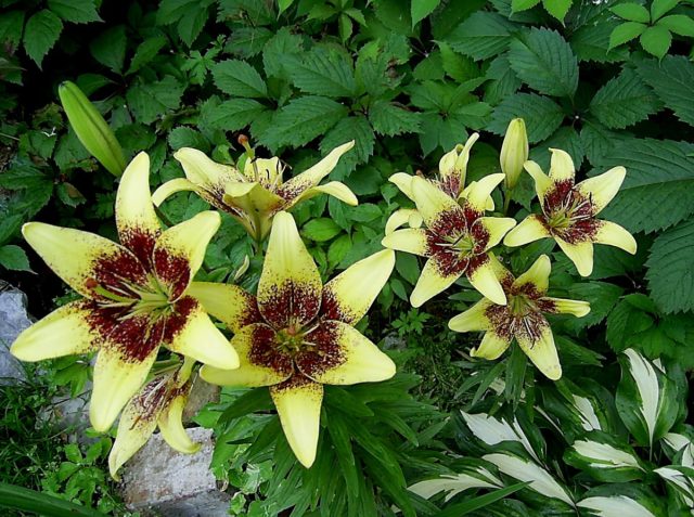 Лилия однобратственная «Латвия» (Lilium monadelphum 'Latvia') Лилия однобратственная «Латвия» (Lilium monadelphum 'Latvia')